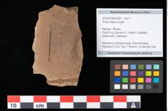 Foto (Objekt + Etikett) von Pinus hepios Unger (NHMW-GEO-2024-0188-0228)